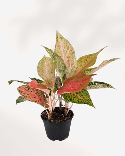 Aglaonema Cleopatra plant in a pot