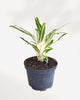 Aglaonema Commutatum Rice plant in a pot
