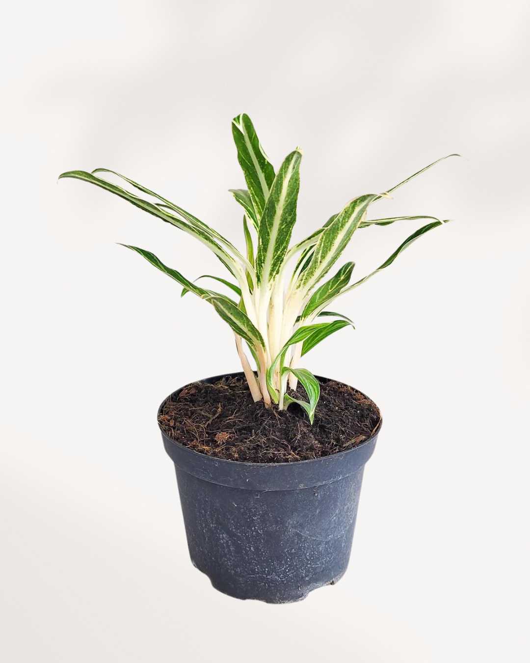Aglaonema Commutatum Rice plant in a pot