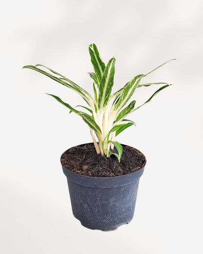 Aglaonema Commutatum Rice plant in a pot