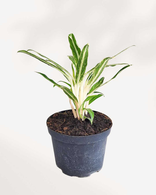 Aglaonema Commutatum Rice plant in a pot