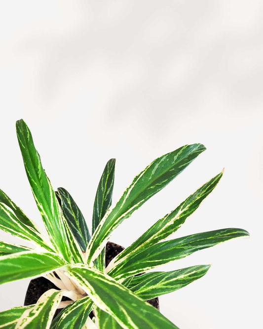 Aglaonema Commutatum Rice plant in a pot