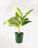 Aglaonema Green Papaya displayed on a shelf