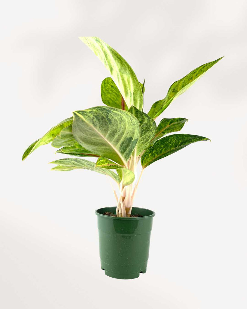 Aglaonema Green Papaya displayed on a shelf
