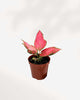 Close-up of Aglaonema Lucky Red's red-variegated leaves