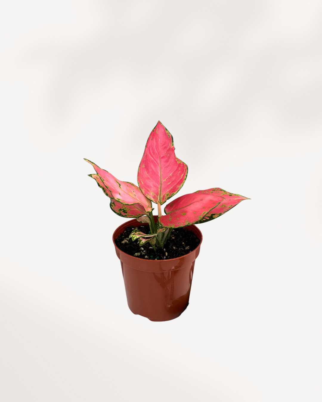 Close-up of Aglaonema Lucky Red's red-variegated leaves