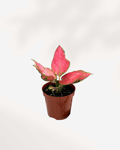 Close-up of Aglaonema Lucky Red's red-variegated leaves