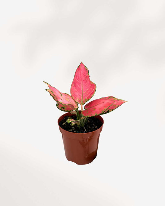 Close-up of Aglaonema Lucky Red's red-variegated leaves