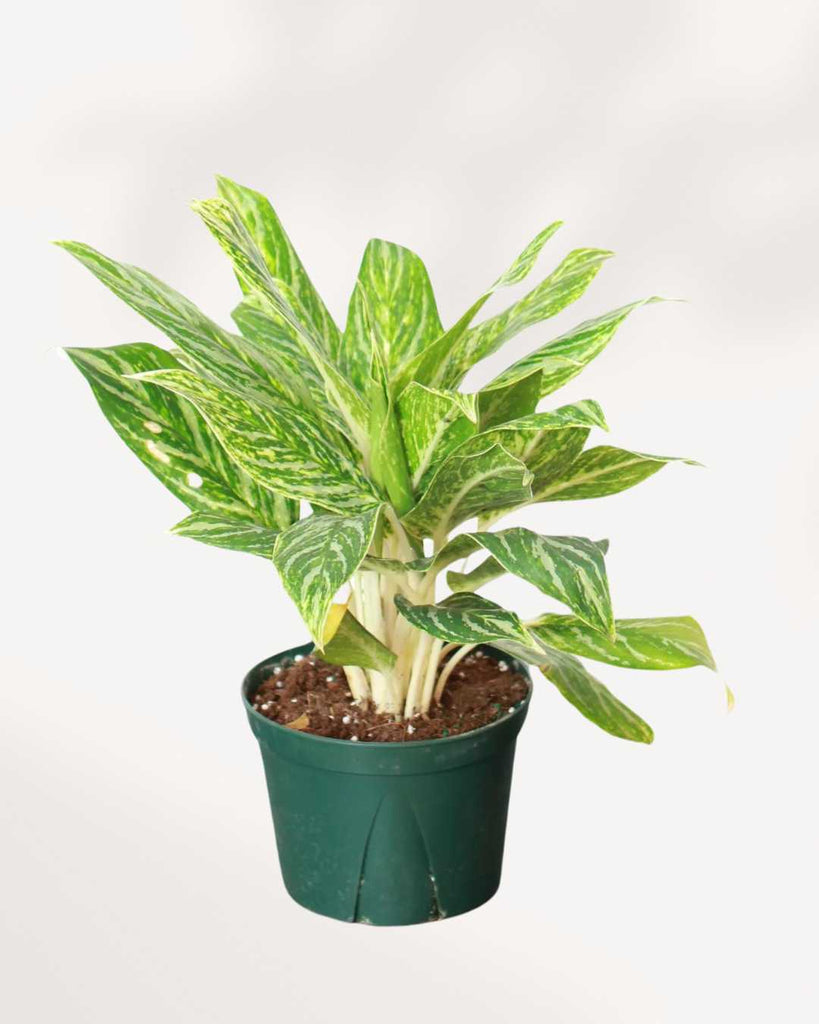 Aglaonema Madonna plant in a pot