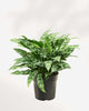 Aglaonema Maria plant in a pot