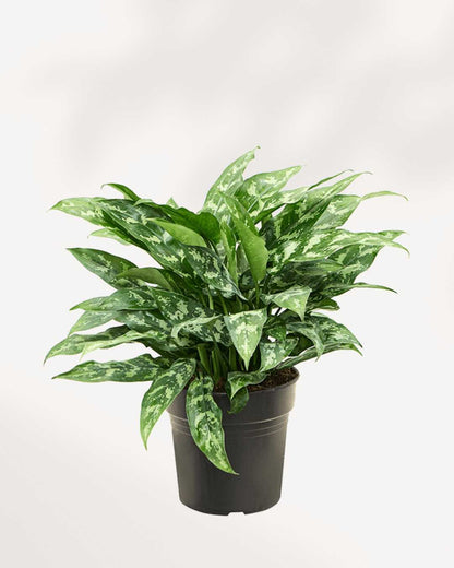 Aglaonema Maria plant in a pot
