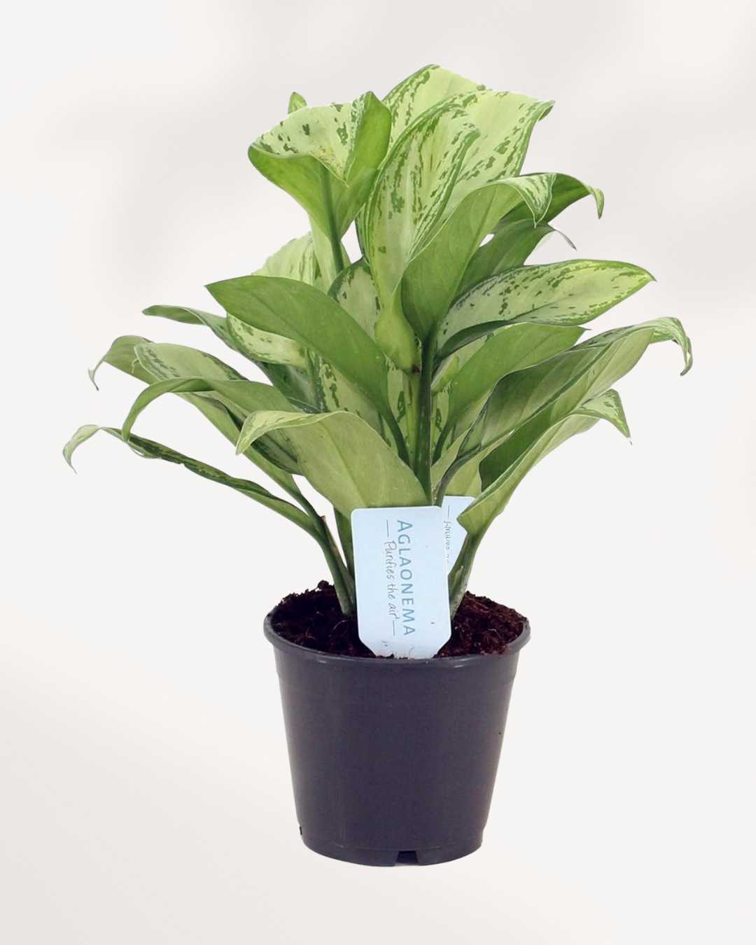 Aglaonema Maria Christina 4" Pot - Medium