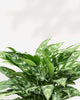 Close-up of Aglaonema Maria's variegated leaves