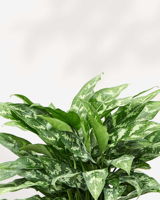 Aglaonema Maria plant in a pot