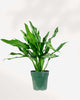 Aglaonema Miss Juliette plant in a medium pot