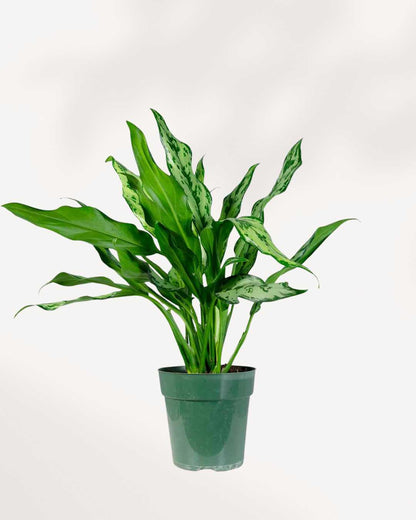 Aglaonema Miss Juliette plant in a medium pot