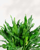 Aglaonema Miss Juliette plant in a pot
