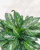 Aglaonema Moonlight Bay 8" Pot - Medium