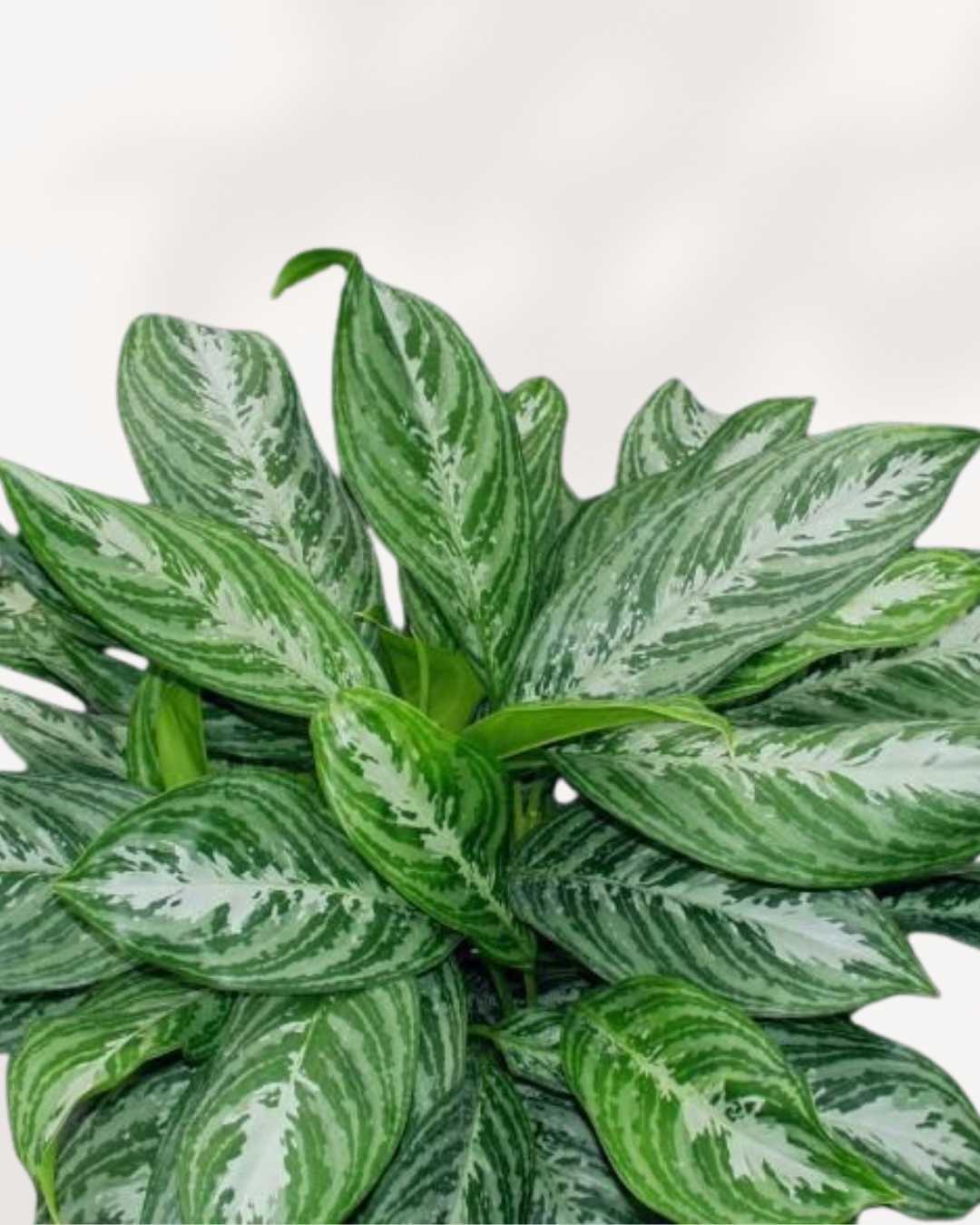 Aglaonema Moonlight Bay 8" Pot - Medium