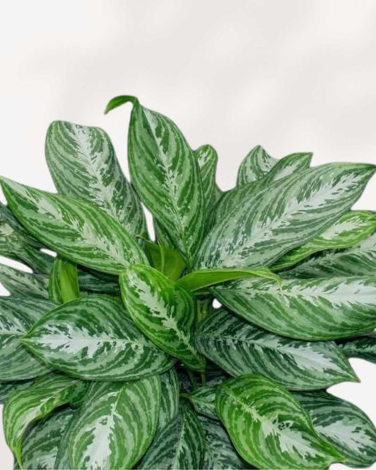 Aglaonema Moonlight Bay 8" Pot - Medium
