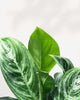 Close-up of Aglaonema Moonlight Bay's silver-green leaves