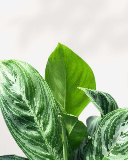 Close-up of Aglaonema Moonlight Bay's silver-green leaves