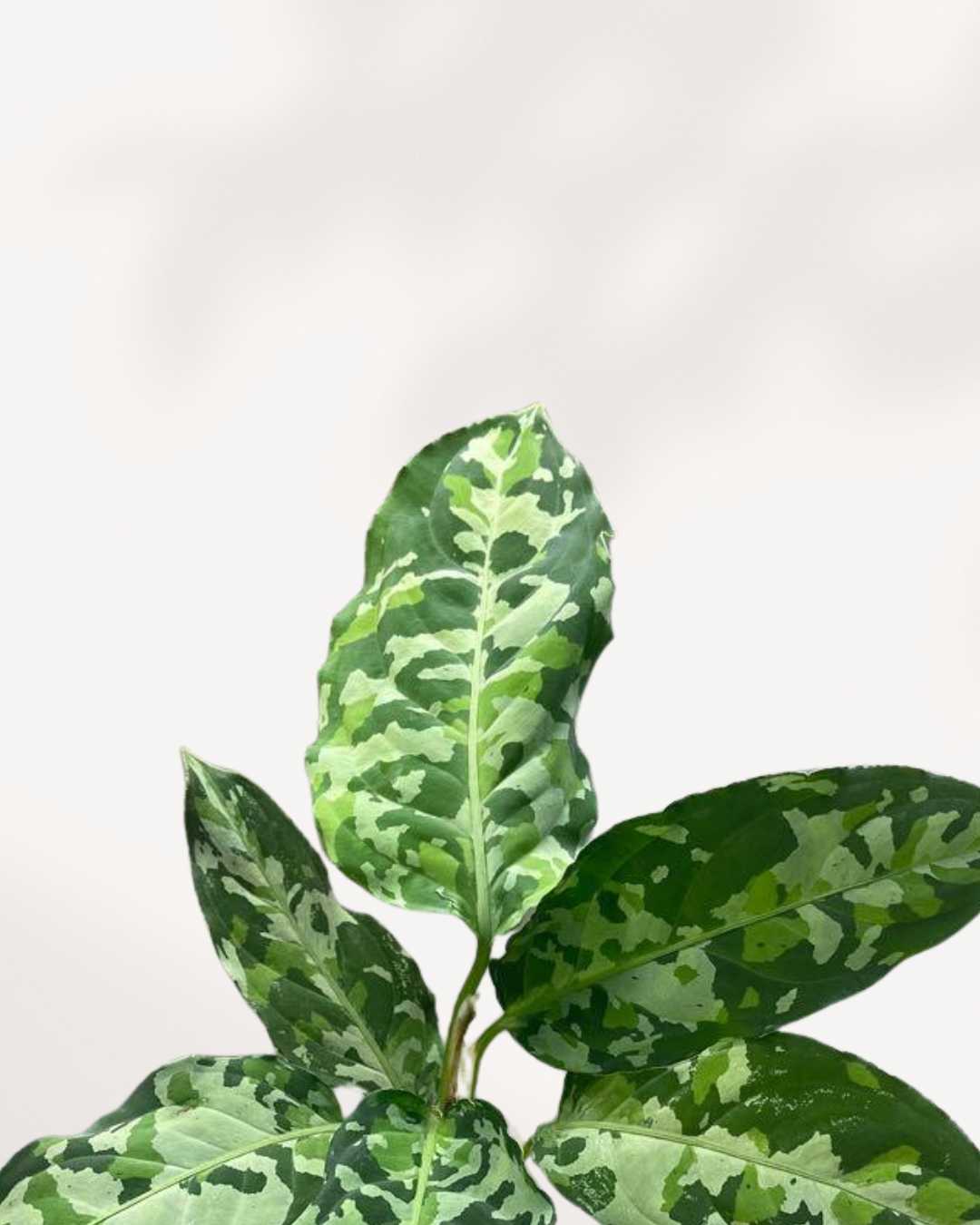 Aglaonema Pictum Tricolor styled in modern planter, statement camouflage houseplant for bright indoor spaces, available online GTA