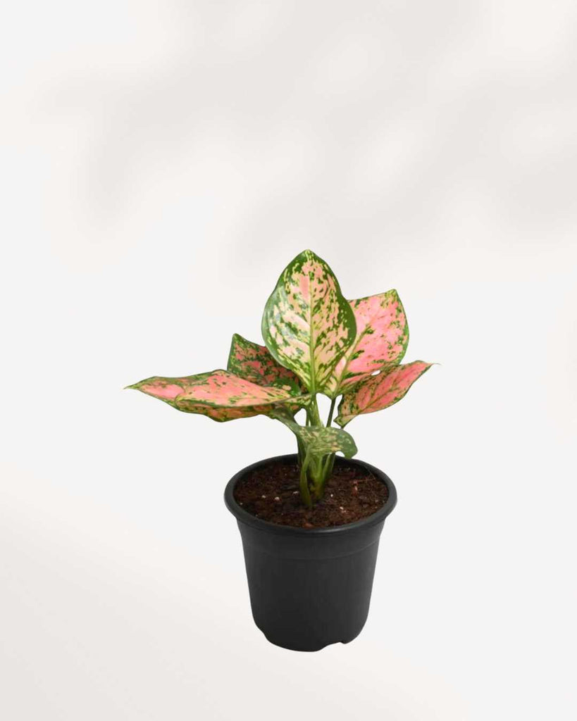 Aglaonema Pink Dalmatian plant in a pot
