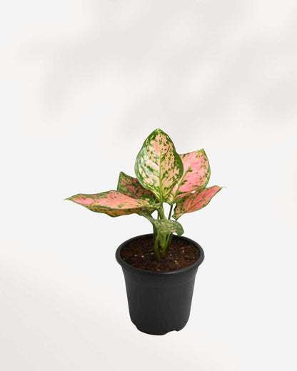 Aglaonema Pink Dalmatian plant in a pot