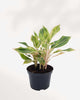 Aglaonema Pink Siam plant in a pot