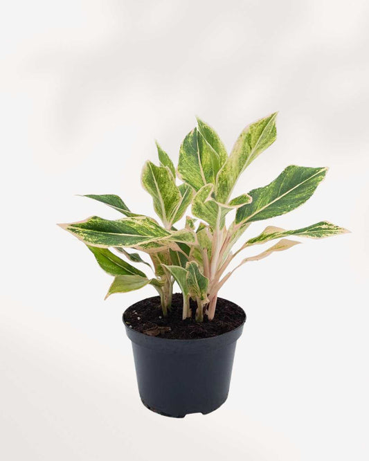 Aglaonema Pink Siam plant in a pot