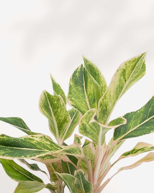 Aglaonema Pink Siam plant in a pot