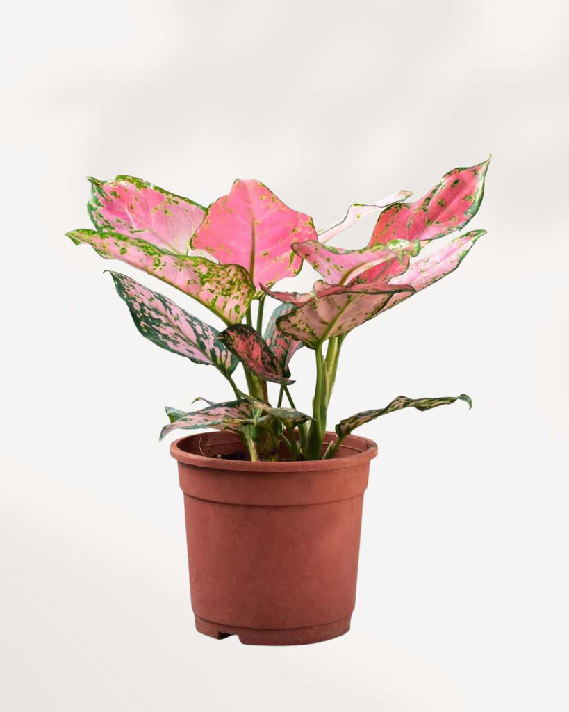Top view of Aglaonema Pink Valentine's foliage