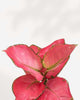 Aglaonema Pink Valentine plant in a pot