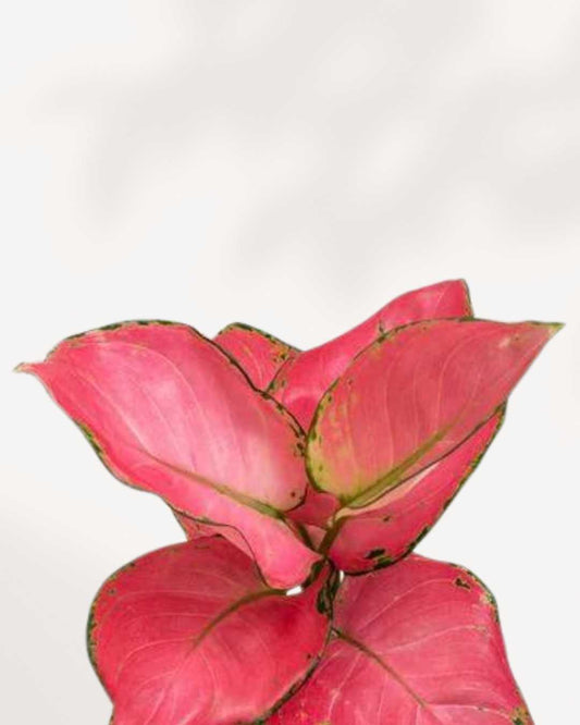 Top view of Aglaonema Pink Valentine's foliage