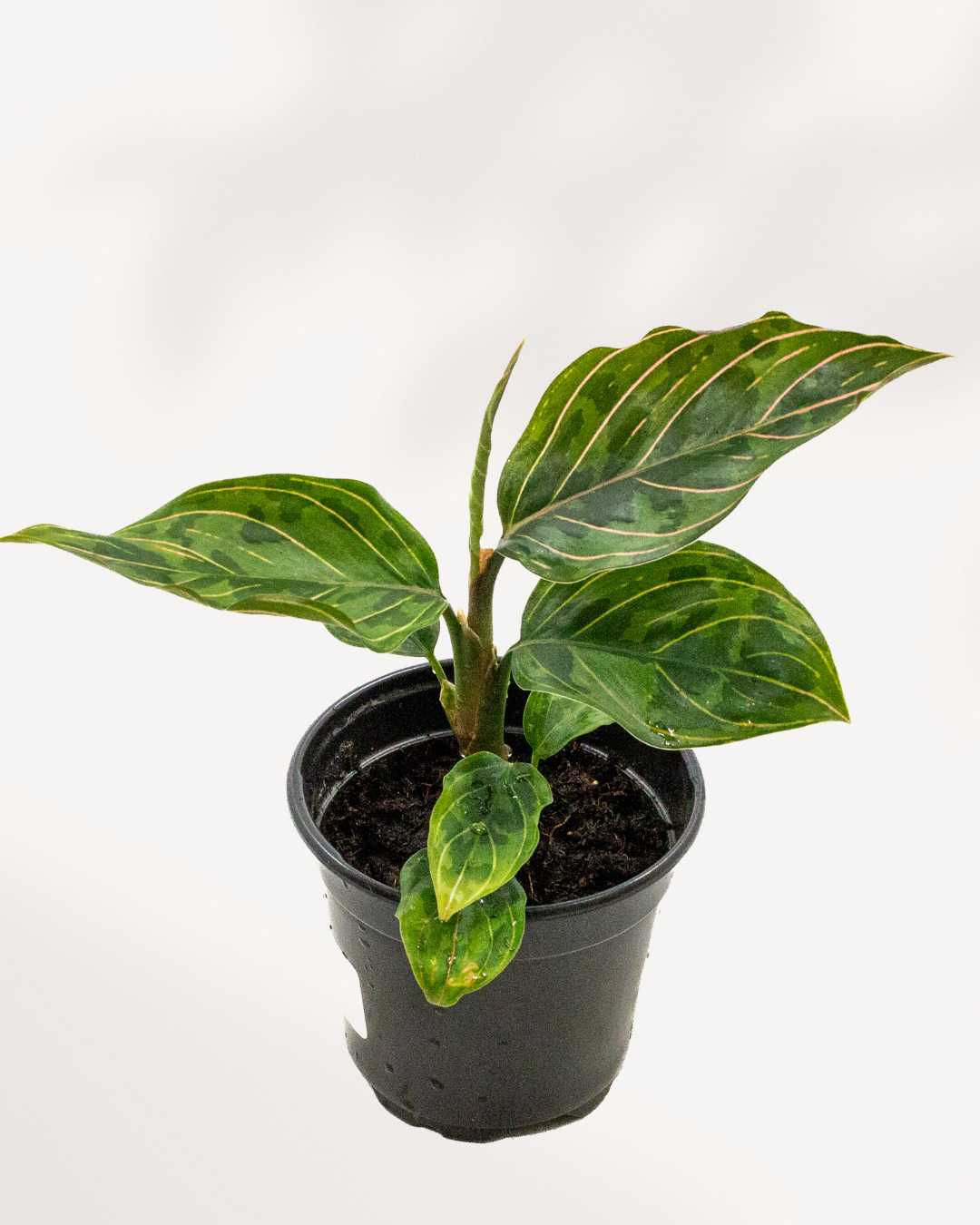 Aglaonema Red Army plant in a medium pot