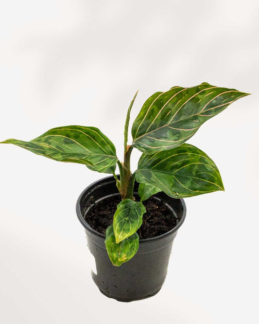 Aglaonema Red Army plant in a medium pot