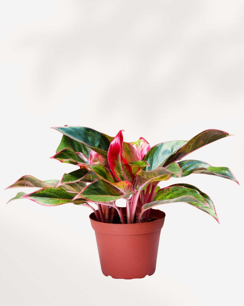 Aglaonema Siam Aurora