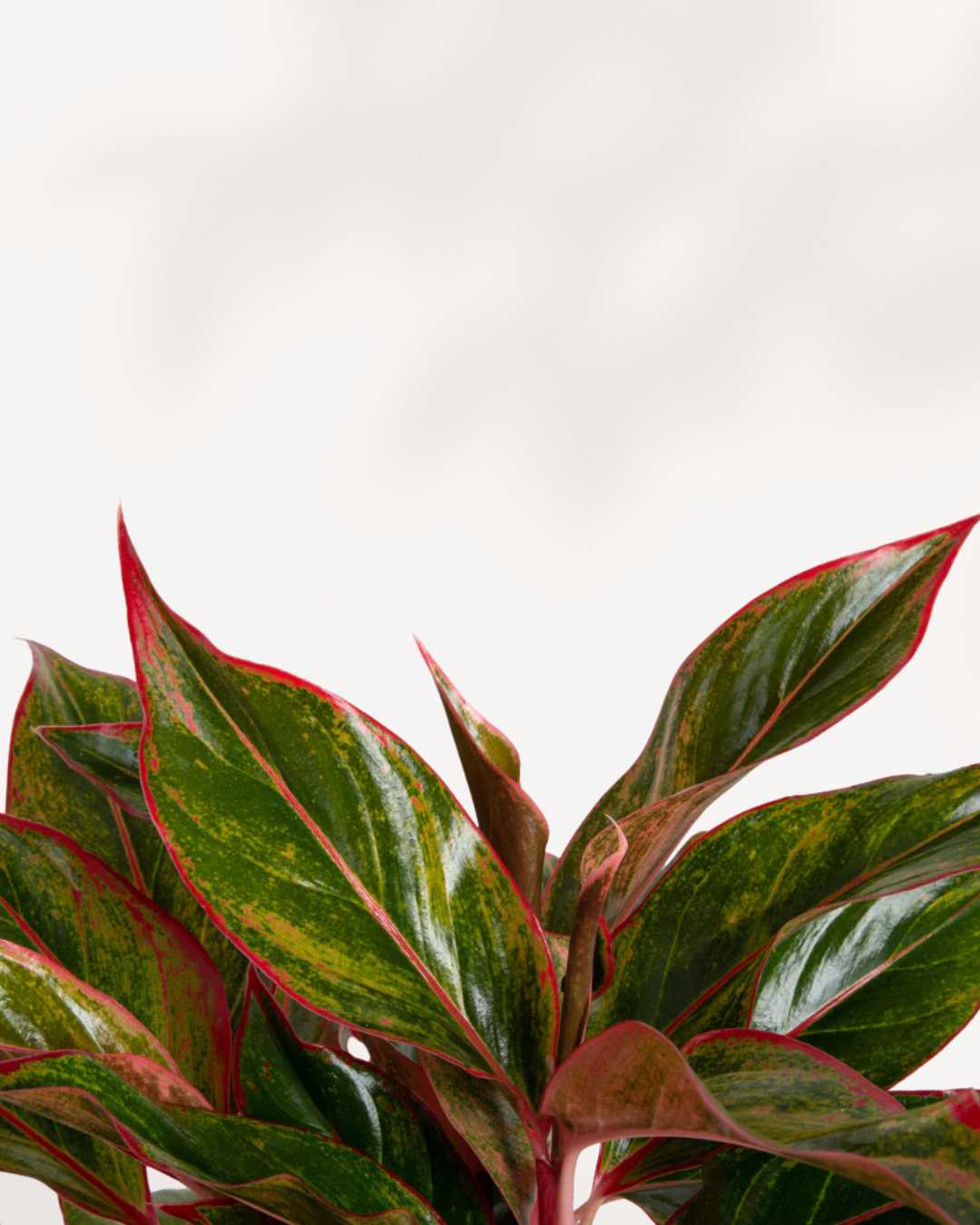 Close-up of Aglaonema Siam Aurora's red-veined leaves