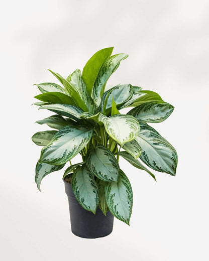 Aglaonema Silver Bay plant in a pot