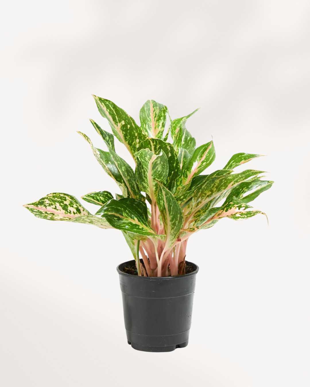 Aglaonema Sparkling Sarah 6" Pot - Medium