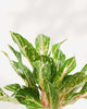 Close-up of Aglaonema Sparkling Sarah's speckled leaves