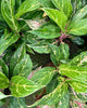 Top view of Aglaonema Sparkling Sarah's foliage