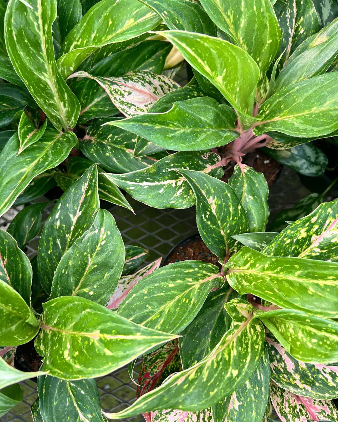 Top view of Aglaonema Sparkling Sarah's foliage