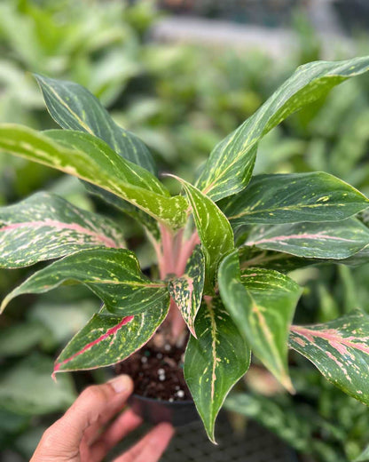 Aglaonema Sparkling Sarah plant in a pot