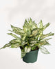 Aglaonema Spring Snow plant in a pot
