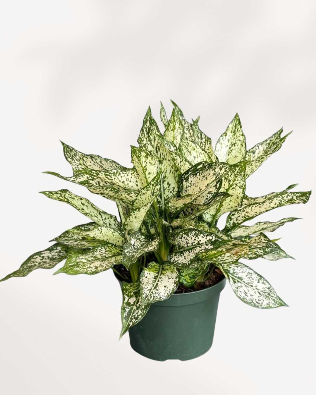 Aglaonema Spring Snow plant in a pot