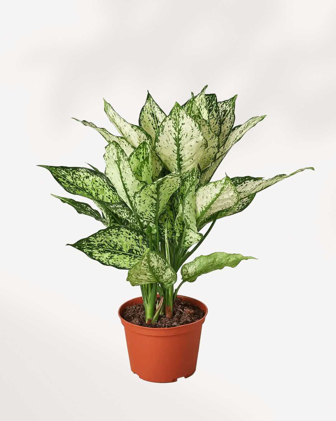 Aglaonema White Dalmatian plant in a pot