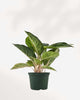 Aglaonema Green Papaya plant in a pot