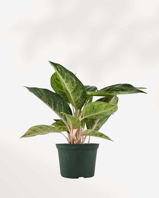 Aglaonema Green Papaya plant in a pot